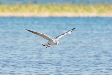 Martı gölün üzerinde uçuyor..