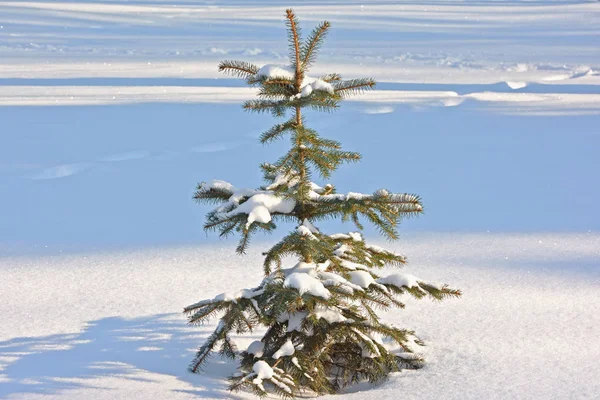 Petit Arbre Dans Neige — Photo