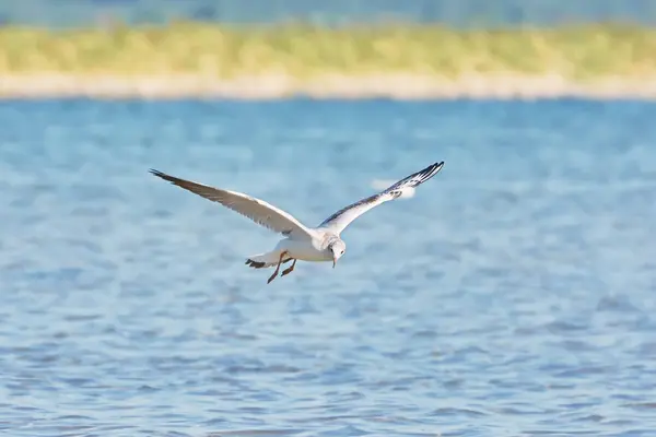 Zeemeeuw Die Een Meer Vliegt — Stockfoto