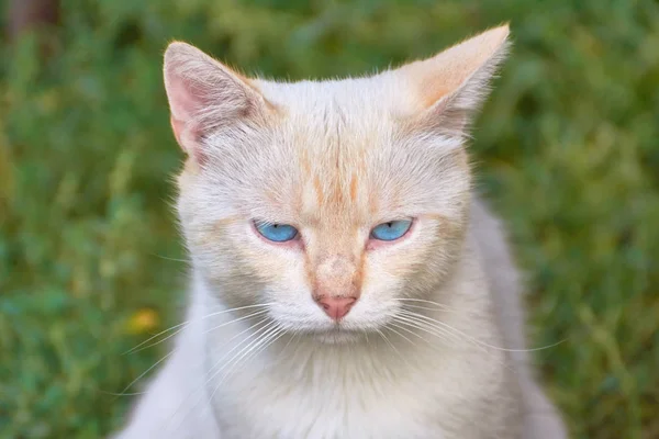 Білий Кіт Блакитними Очима Крупним Планом — стокове фото