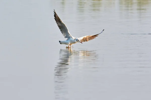 Gabbiano Che Sorvola Lago — Foto Stock