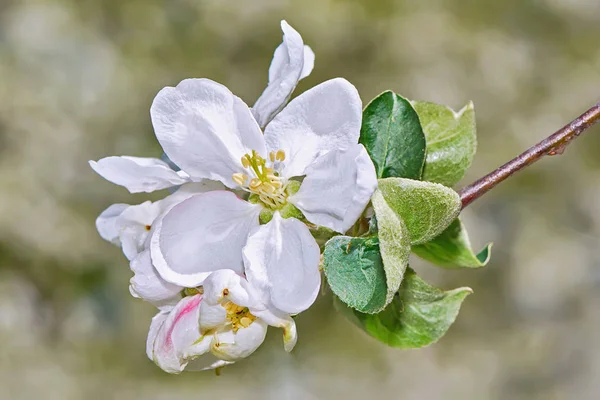 Fiori Mele Primo Piano Fiori Bianchi — Foto Stock