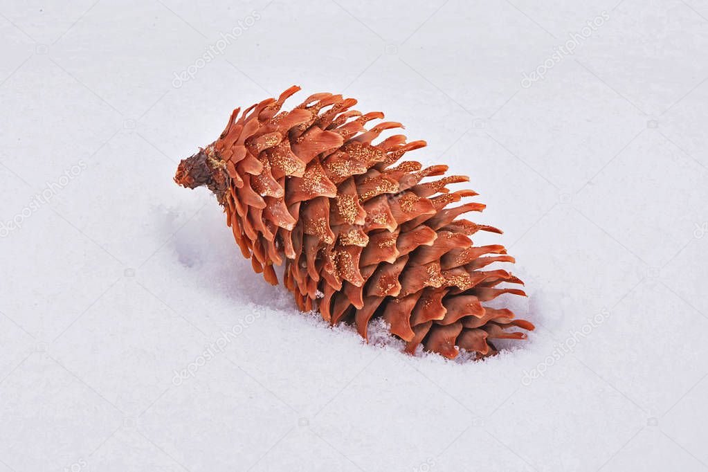 Brown cone lying on he snow closeup.