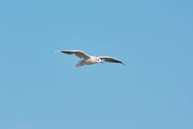 Mavi gökyüzünde uçan martı.