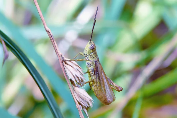 Grasshopper Tallo Una Planta — Foto de Stock