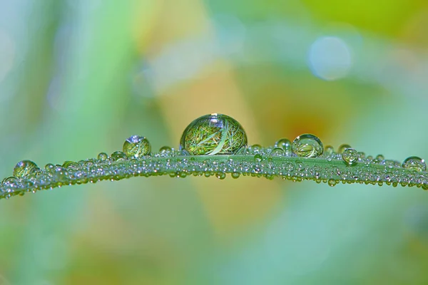 Drops Dew Blade Grass — Stock Photo, Image