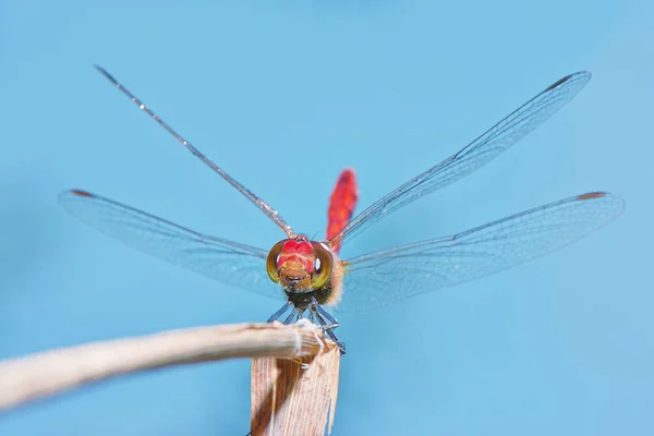 Dragonfly Větvi Proti Modrému Nebi — Stock fotografie