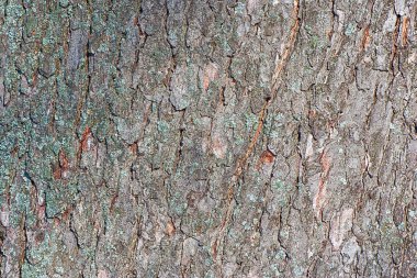 karanlık kenarları olan bir ağaç kabuğu. bir yapı.