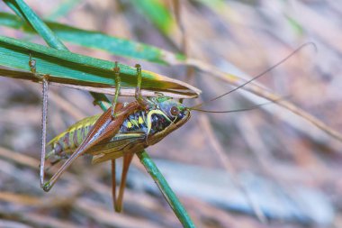 Çekirge bir bitkinin sapında.