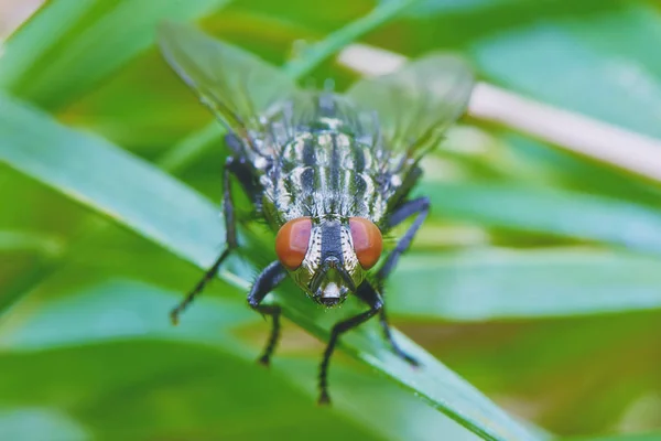 Fliege Mit Roten Augen Gras — Stockfoto