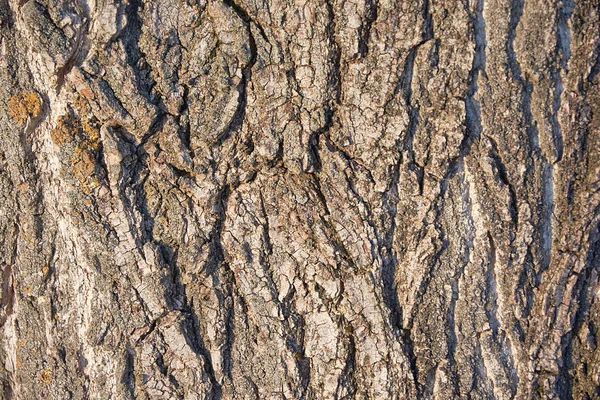 Detalle Corteza Del Árbol —  Fotos de Stock