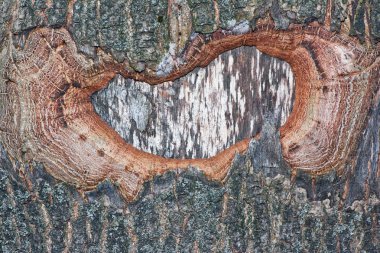 Delikli ağaç kabuğu.