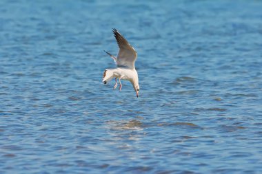 Martı gölün üzerinde uçar - balık avlar.