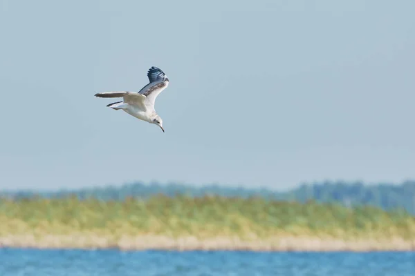 Seagull Fly Lake — Stock Photo, Image
