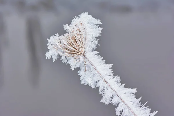 Gelée Sur Les Branches Gros Plan — Photo