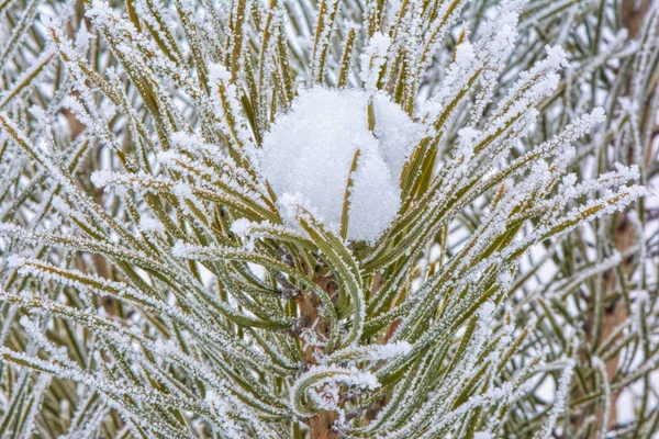 Neige Sur Une Branche Pin — Photo