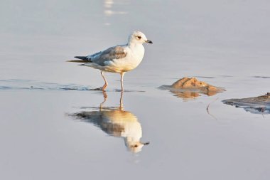 Gölde yürüyen martı, suya yansıyor..