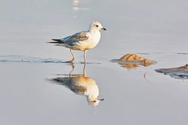 Gaivota Caminhando Lago Refletida Água — Fotografia de Stock