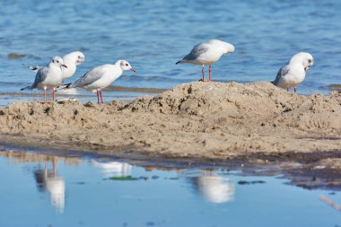 Deniz kenarındaki kumlu bir sahile inen martılar suya yansıyor..
