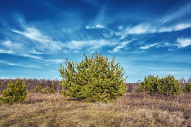 Çam ve huş ağaçları çayırlarda.