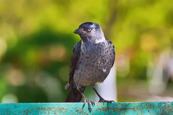 Bird Fence Closeup — Stock Photo, Image