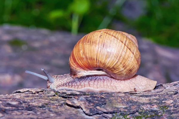 Snail Crawling Tree Closeup — Stock Photo, Image