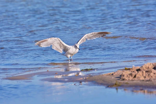 Чайка Посадка Піщаному Пляжі Біля Води Відображена Воді — стокове фото