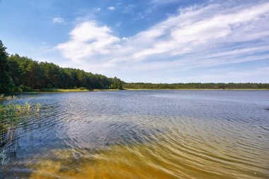 Gölde güneşli bir gün. Ormanla kaplı bir sahil. Bulutlu mavi bir gökyüzü..