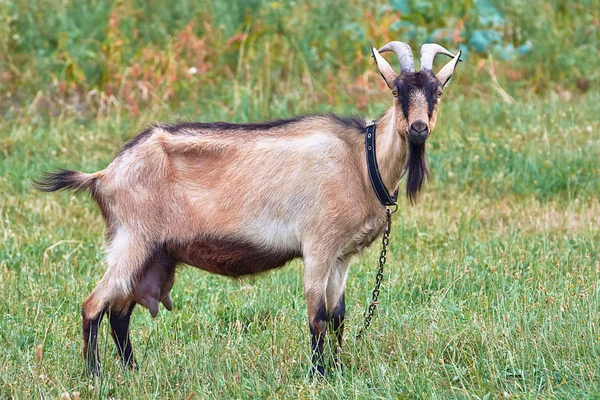 Getbete Ängen — Stockfoto