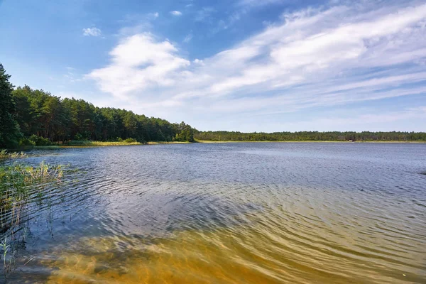 Gölde güneşli bir gün. Ormanla kaplı bir sahil. Bulutlu mavi bir gökyüzü..