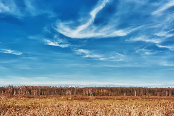 Сосна Береза Поле Луга — стоковое фото