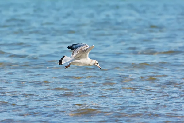 Gabbiano Che Sorvola Lago — Foto Stock