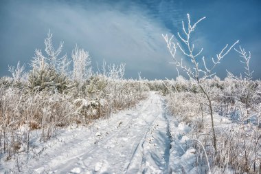 Winter landscape. Dirt road midst of the young forest. clipart