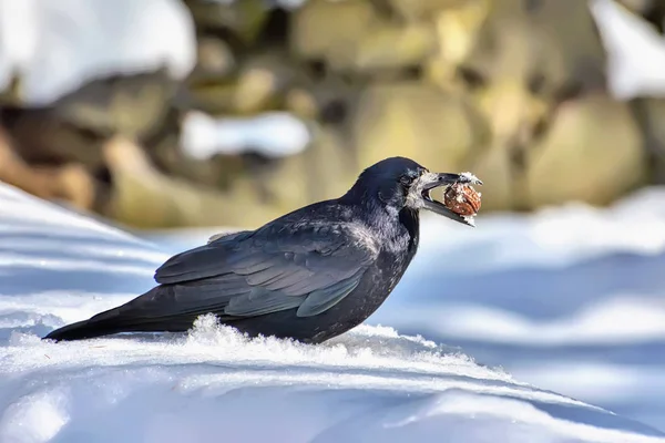 Crow Snow Walnut Beak Closeup — Stock Photo, Image