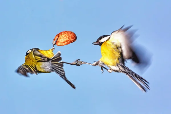 Zwei Meisen Kämpfen Eine Nuss Nahaufnahme — Stockfoto