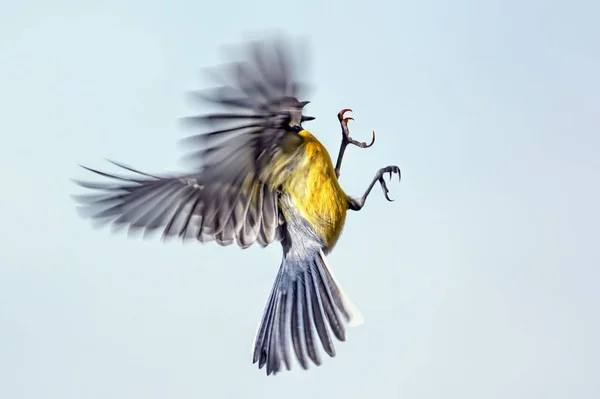 Tit Flight Closeup Sky Background — Stock Photo, Image