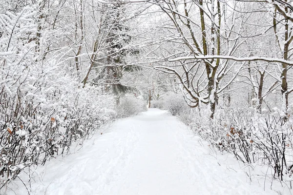Landscape Trees Snow Winter Park — Stock Photo, Image