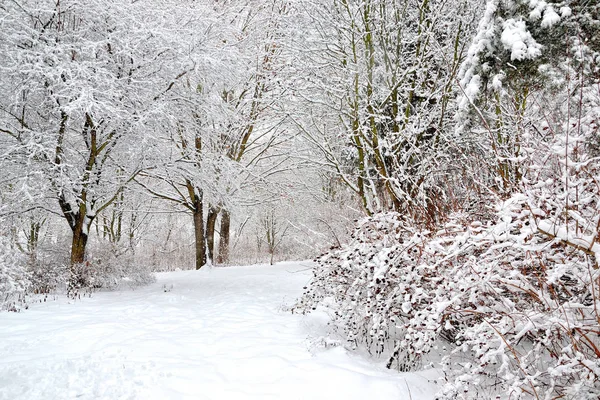 Paisaje Árboles Nieve Parque Invierno — Foto de Stock