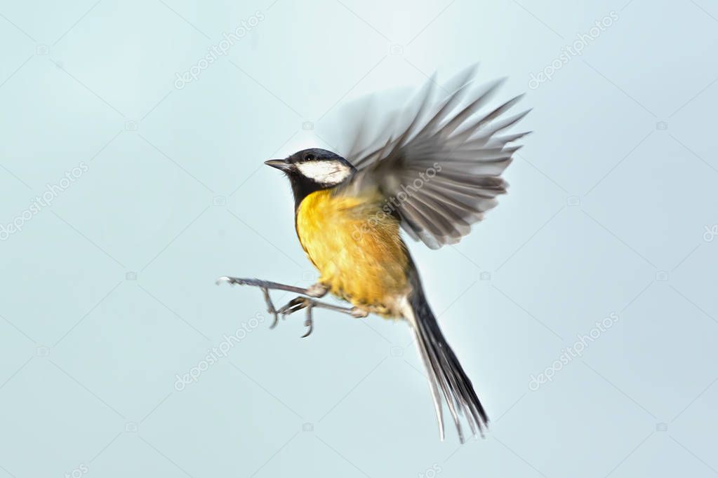 Tit in flight closeup on sky background.