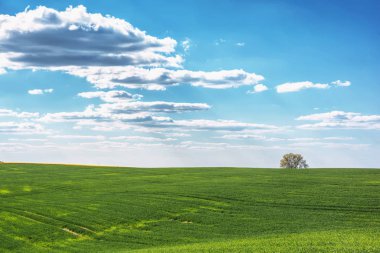 Buğday ve mavi gökyüzü bulutlu onlar üzerinde alan.