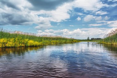 Nehir kıyısında güneşli bir gün. Üzerinde bulutlar ile Reed ve mavi gökyüzü.