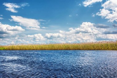 Nehir kıyısında güneşli bir gün. Üzerinde bulutlar ile Reed ve mavi gökyüzü.