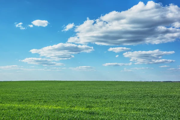 Buğday Mavi Gökyüzü Bulutlu Onlar Üzerinde Alan — Stok fotoğraf