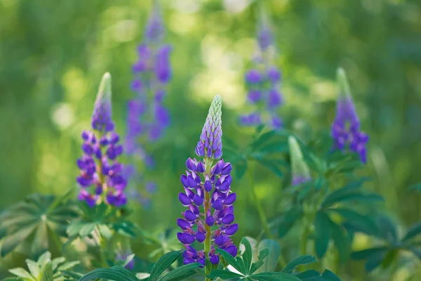Fleurs Bleues Lupin Dans Prairie — Photo