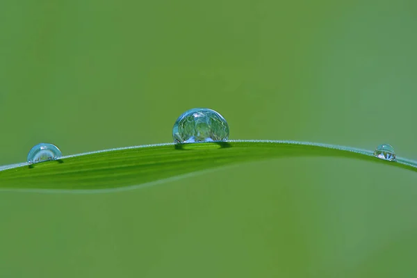 Three Water Drop Blade Grass — Stock Photo, Image