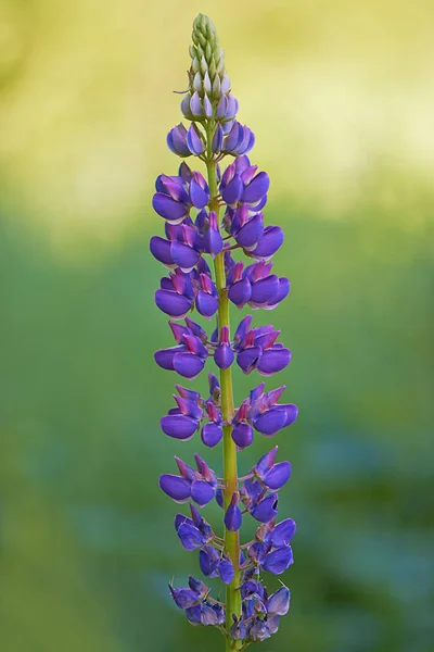 Mavi Çiçekler Lupin Yakın Plan — Stok fotoğraf