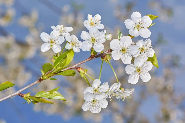 Цвіт Вишні Білі Квіти Фоні Блакитного Неба — стокове фото