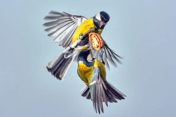 Two Tit Fights Nut Closeup — Stock Photo, Image