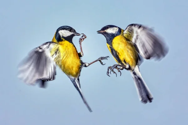 stock image Two tit fight in the air closeup.