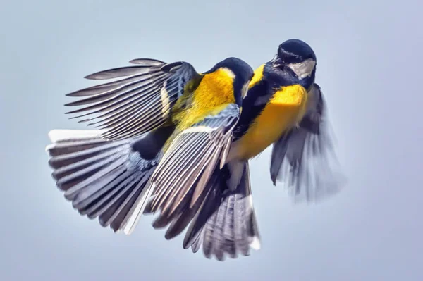 Două Pițigoi Lupta Aer Closeup — Fotografie, imagine de stoc